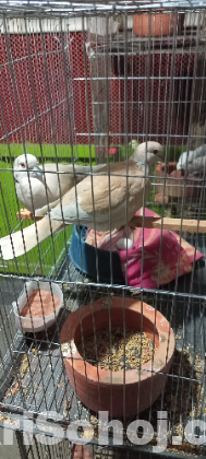 ককাটেল, লাভবার্ড,বাজরিগার